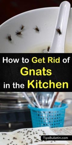 Gnats In Kitchen, Get Rid Of Gnats, How To Get Rid Of Gnats, Gnat Traps, Fruit Fly Trap, Fruit Flies, Deep Cleaning Tips, Kitchen Cleaning Hacks, Bohemian Living
