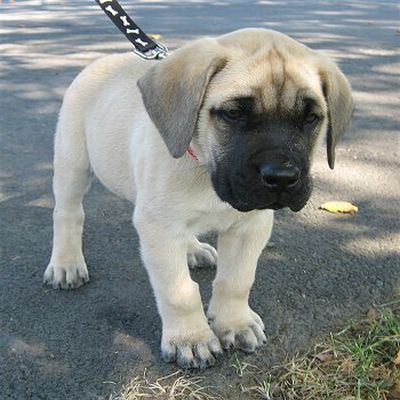 mastiff-puppy American Mastiff, Old English Mastiffs, English Mastiff Dog, Mastiff Dog Breeds, English Mastiff Puppies, Mastiff Puppy, Mastiff Breeds, Giant Dog Breeds, Mastiff Puppies