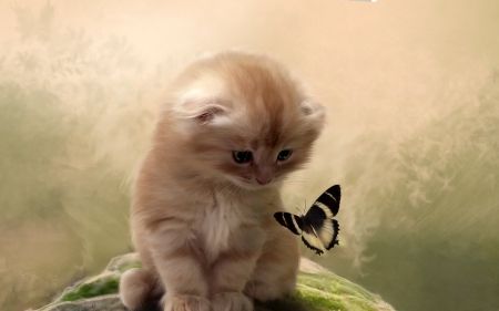 . Kitten Wallpaper, Koci Humor, Photo Chat, Kittens Funny, Cute Cats And Kittens, Cat Wallpaper, Funny Cat Videos, Animal Wallpaper, Cute Kittens