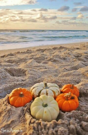 Pumpkins on the beach Coastal Pumpkins, Hello October Images, Luxury Vibes, Coastal Fall, Florida Images, Fall Beach, Pumpkin Images, Castle Decor, Fall Photo