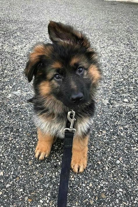 Teddy Puppy, Haiwan Comel, Cute Puppy Breeds, Anak Haiwan, Cele Mai Drăguțe Animale, 골든 리트리버, Psy I Szczenięta, Haiwan Lucu, Super Cute Puppies