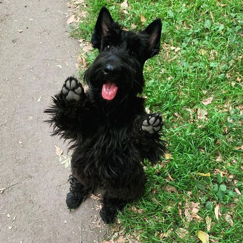 15 Reasons Why People Prefer Scottish Terriers to Other Dog Breeds | Page 2 of 3 | PetPress Patterdale Terrier, Scottie Puppies, Scottish Terrier Puppy, Rare Dogs, Scottie Terrier, Kerry Blue Terrier, Toy Fox Terriers, Scotty Dog, Silky Terrier