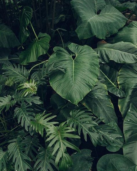 tropical plant vibes Green Plants, Motif Jungle, Hijau Mint, Desain Lanskap, Plant Aesthetic, Tropical Vibes, Tropical Garden, Green Aesthetic, Tropical Leaves