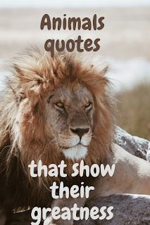 Inspirational Quotes about Animals Quotes About Wild Animals, Love Animals Quotes Beautiful, Animal Quotes Meaningful, Animal Quotes Inspirational, Quotes For Animals, Quotes About Animals, Wildlife Quotes, Animal Sayings, Inspirational Animal Quotes