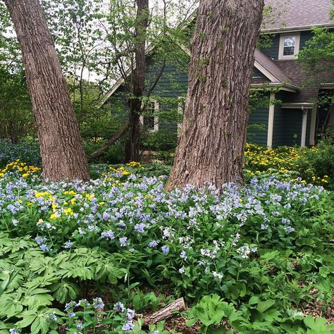 Shaded Garden, Bluebells Garden, Virginia Bluebells, Moon Nursery, Lawn And Landscape, Front Yard Garden, Flower Lights, Beautiful Blooms, Shade Garden