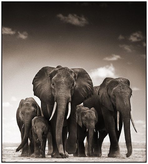 Nick Brandt photography = amazing shots!                                                                                                                                                      More Baby Elephants, Tattoo Ideas Family, Elephant Family Tattoo, Nick Brandt, Tattoo Elephant, Elephant Photography, Elephant Pictures, Elephants Photos, Elephant Parade