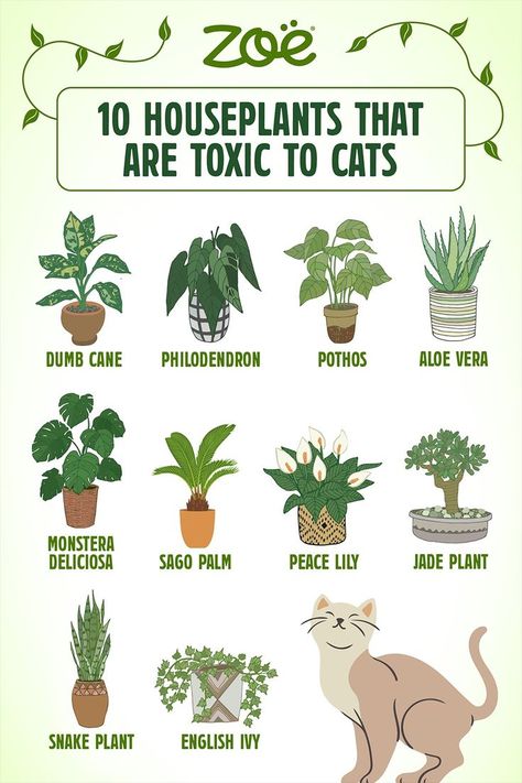 Houseplants that are toxic to cats Soaking Seeds Before Planting, Cat Safe House Plants, Safe House Plants, Toxic To Cats, Toxic Plants For Cats, Cat Safe Plants, Goth Garden, Cat Plants, Lily Plants