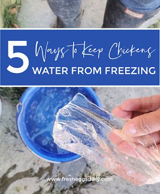 Five Easy Ways to Keep your Chicken Water from Freezing this Winter - Fresh Eggs Daily® Chicken Winter Watering System, How To Keep Water From Freezing In Coop, Water For Chickens In Winter, Chicken Water Heater Diy, Diy Chicken Waterer For Winter, Chicken Water In Winter, Best Chicken Feeder And Waterer, How To Keep Chickens Water From Freezing, Chicken Watering System Winter