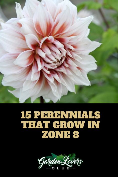 15 Perennials that Grow in Zone 8 Zone 8 Plants Full Sun, Plants For 8b Zone, Zone 8 Full Sun Perennials, Zone 8 Gardening Flower, Zone 8 Full Sun Landscaping, Zone 8 Front Yard Landscaping, Zone 8 Flower Planting Schedule, Zone 8 Fall Planting, Texas Gardening Zone 8b