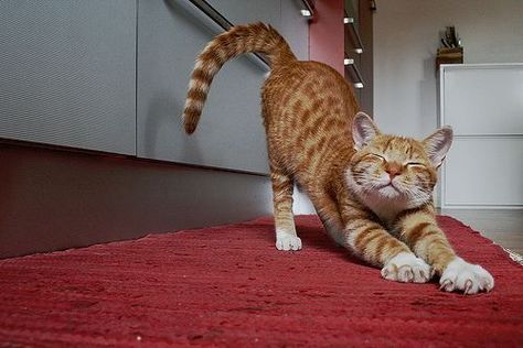 Cat Stretching, Cat Anatomy, Cat Reference, Cat Anime, What Dogs, Cat Pose, Orange Cats, Cat Photography, Warrior Cat