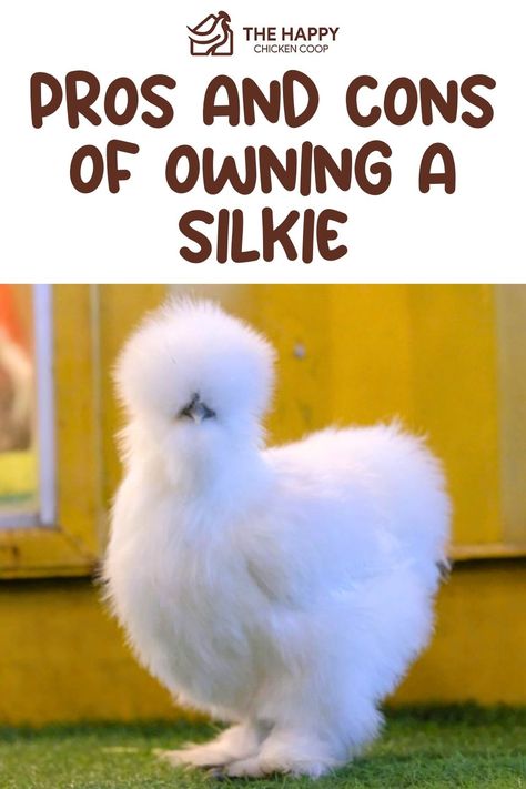 Silkie Chicken The Happy Chicken Coop Silky Chicken Coop, Silkie Chicken Coop Ideas, Silkie Chicken Coop, Silkies Chickens, Silky Chickens, Silkie Chickens Coop, Silkie Chickens Colors, Silky Chicken, Chicken 101