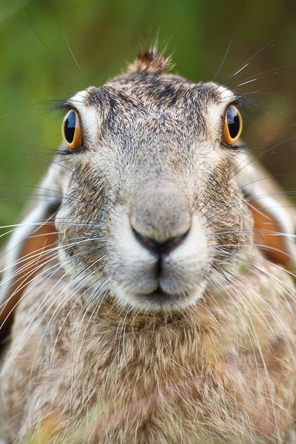 Jack Rabbit, Animal Faces, Pics Art, Animal Planet, Nature Animals, Animal Photo, 귀여운 동물, Animals Friends, Beautiful Creatures