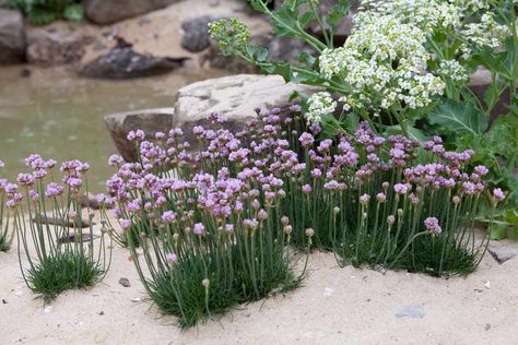 Armeria Maritima, Nordic Garden, Beach House Garden, Garden Ideas Uk, Coastal Landscaping, Gardeners World, Coastal Cottage Style, Coastal Garden, Seaside Garden