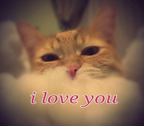 Boo boo says i love you Cat Saying I Love You, I Love You Cat Pictures, Cat I Love You, I Love You Cat, Loving You For Him, I Love You So Much Quotes, Love You Cute, I Love You Pictures, Cat Quotes