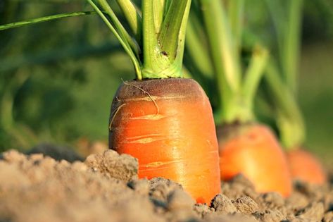 Planting Carrots in the Fall Garden www.Gardenchick.com Growing Carrots From Seed, Planting Carrots, Plant Carrots, How To Plant Carrots, Carrot Gardening, Growing Carrots, Farm Products, Fall Planting, Healthy Habbits