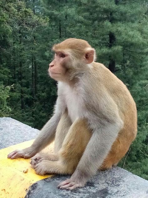 Pakistan monkey Nature, Monkey Reference Photo, Monkey Reference, Indian Monkey, Monkey Images, Monkey Png, Monkey Pose, Yeti Bigfoot, Squirrel Monkey