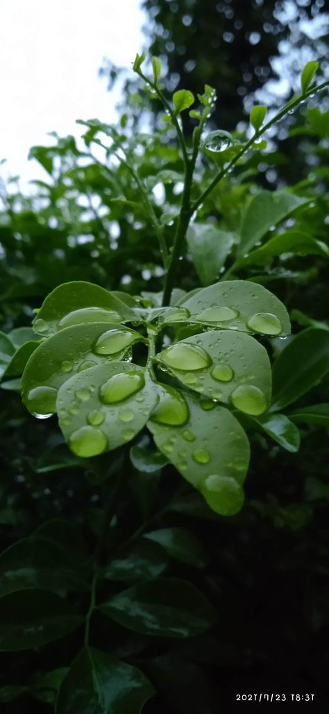 Rainy Day Nature Pictures, Rainy Day Flowers Aesthetic, Rainy Pictures Nature, Natural Pics For Dp, Rain Photography Nature Rainy Days, Rainy Aesthetic Pictures, Rainy Season Wallpaper, Rainy Snap, Rainy Season Photography