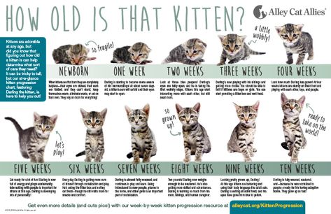 Newborn Kitten Progression & Cat Age Chart with Pictures | Alley Cat Allies Kitten Room Ideas, Kitten Growth Chart, Cat Age Chart, Cat Ages, Newborn Kittens, Foster Kittens, Kitten Care, Alley Cat, Old Cats