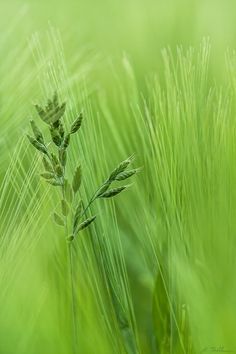 Grasses, Pantone Greenery, Green Fields, Green Nature, Green Grass, World Of Color, Color Of The Year, Color Of Life, Green Aesthetic