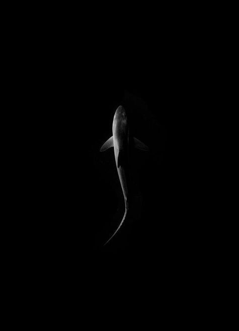 Underwater Photos, Shark Silhouette, Wow Photo, Rim Light, Shark Art, Shark Tattoos, Silhouette Photos, Soyut Sanat Tabloları, Underwater Life