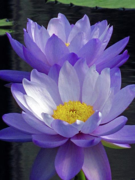 Water lilies Lotus Flower Purple, Nymphaea Lotus, Taman Air, Lotus Flower Pictures, Purple Water, Water Lilly, Garden Water, Flowers Summer, Lotus Flowers