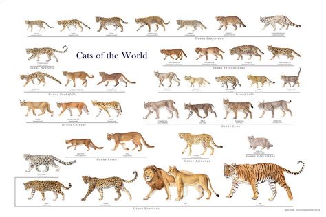 Cats of the World by Jessie Jordan Update: This poster is no longer available. Cat Family Illustration, Feline Species, Family Chart, Cats Of The World, Animal Identification, Big Cat Species, Wild Cat Species, Jungle Cats, Small Wild Cats