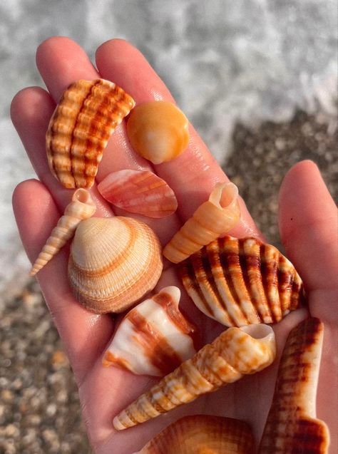 #ocean #travel #vacation #sea #seashells #shells #coquillages #aesthetic Nature, Ocean Travel, Ocean Aesthetic, Sea Life Art, Mermaid Aesthetic, Shell Collection, Mermaid Dreams, Mermaid Life, Ocean Vibes