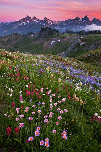 Rainier - 2009 by Jesse Estes, via Flickr 숲 사진, Personaje Fantasy, Matka Natura, Seni Vintage, Pretty Landscapes, Bob Ross, Alam Semula Jadi, Nature Aesthetic, Flower Field