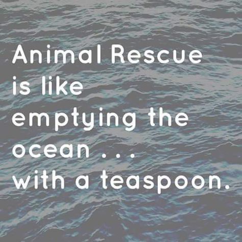 Rescue Dog Quotes, Animal Rescue Quotes, Rescue Quotes, Compassion Fatigue, Wildlife Rescue, Pet Vet, Rescue Animals, Animal Advocacy, Life Changing Quotes