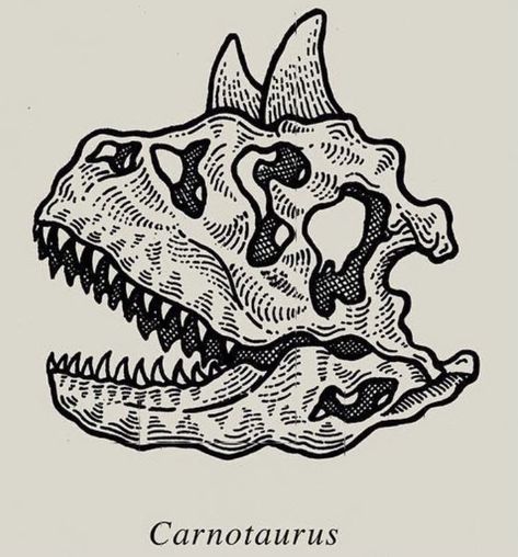 Tyranasorus Rex Tattoo, Traditional Dinosaur Skull Tattoo, Dinosaur Traditional Tattoo, Carnotaurus Tattoo, Dino Skull Tattoo, Dinosaur Fossil Tattoo, Carnotaurus Drawing, Traditional Dinosaur Tattoo, Dinosaur Skull Drawing