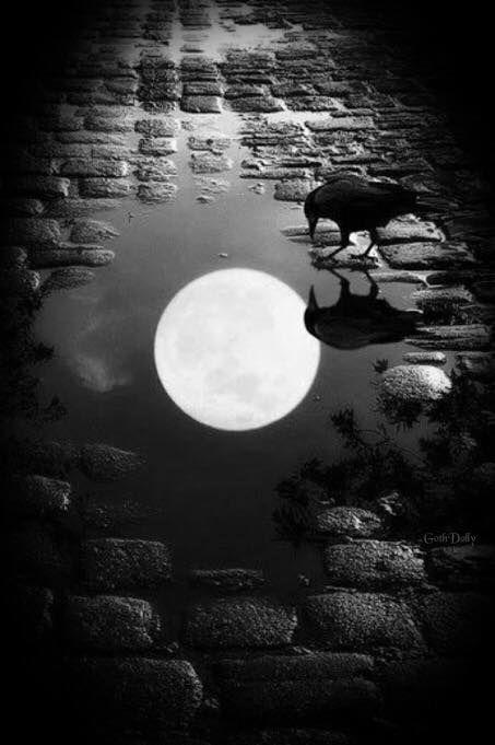 Crow and Full Moon Reflected in a Puddle on a Cobblestone Street.. . Stars Night, Shoot The Moon, Belle Nature, Marjolein Bastin, Moon Pictures, Beautiful Moon, Nature Landscape, Kraken, Pics Art