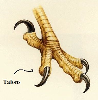 Eagle Talon Drawing, Bird Talons Reference, Eagle Talon Tattoo, Bird Feet Reference, Bird Talons Drawing, Talon Tattoo, Fierce Eyes, Eagle Drawing, Eagle Pictures