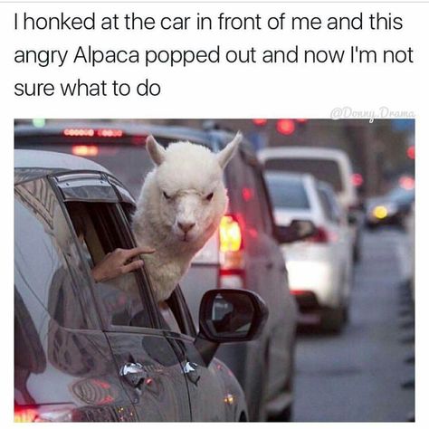 It's supposed to say, "when your in completely stopped traffic and the person behind you honks their horn but no one else is moving" lol Funny Dog Faces, Funny Car Memes, 밈 유머, 9gag Funny, Cute Animal Memes, Funny Animal Jokes, 웃긴 사진, Puppies Funny, Memes Humor