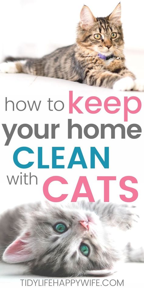 Katt Grejer, Cat Cleaning, Cat Hacks, Cat Pee, Start Cleaning, Indoor Cats, Cat Care Tips, Kitten Care, Owning A Cat