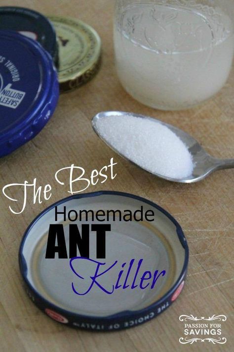 Borax For Ants, Ant Killer Recipe, Homemade Ant Killer, Ant Spray, Ant Repellent, Diy Pest Control, Rid Of Ants, Kill Ants, Get Rid Of Ants