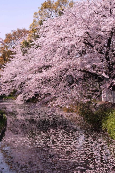 Sakura Garden, Garden Picture, Magical Tree, Some Beautiful Pictures, Sakura Tree, Sakura Cherry Blossom, Japanese Cherry Blossom, Garden Pictures, Cherry Blossom Tree