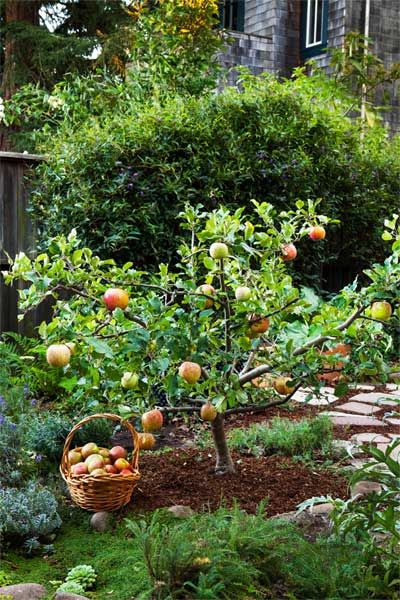 See our ingenious pruning method for growing an orchard in a small backyard. Shown: Kept small with timed pruning, this 'Fuji' apple tree stands about 4 feet high and wide and produces an ample crop of full-size fruits. Fruit Garden, Vegetable Gardening, Ornamental Vegetable Garden, Fruit Trees Backyard, Growing Fruit Trees, Backyard Trees, Potager Garden, Edible Landscaping, Food Garden