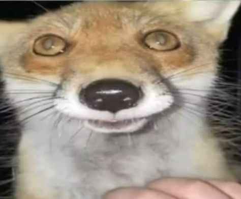 Cursed Fox Images, Aesthetic Fox Pictures, Fox Funny Pictures, Fox Cursed Image, Silly Fox Pictures, Fox Name Ideas, Fox Reaction Pic, Fox Astethic, Fox Profile Picture