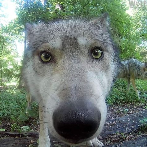 (59) WOLVES🐾 on Tumblr Wolves