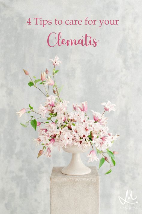 Clematis is a grateful flower and if you treat her right, she has a vase life of 10 days minimum. Here are a few tips that reveal ‘the secret’ to this long life span and fresh-looking flower that makes your arrangement ‘pop’. Clematis Flower Arrangement, Treat Her Right, Long Vase, Clematis Flower, Cut Flower Garden, Butterflies Flying, Flower Food, Floral Foam, Romantic Flowers