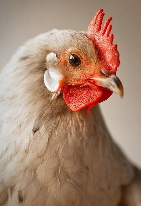 Regard Animal, Chicken Pictures, Beautiful Chickens, Chicken Painting, Hen Chicken, Chickens And Roosters, Chicken Art, Chicken Breeds, Hens And Chicks