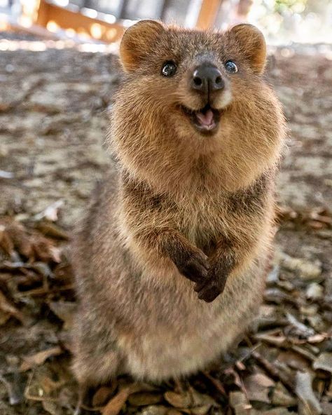 Quokka smiles!! Australia's happiest marsupial 😍❤️ This little smiling fella lives on Rottnest Island in Western Australia and there's over 10,000 of them on there! - - FOLLOW US FOR MORE VIDEOS AND PHOTOS LIKE THIS 📷🎥👆🙏❤️🌍 #cuteanimalsofinstagram #dogsdaily #cuteanimalslifestyle #wednesdayvibes #animalloversofinstagram #dogslover #animalphotograph #animalloversunite #petsofinsta #animalphotography #dogsrule #animalphotographyofinstagram #cuteanimals #wednesdayfeels #catsoftheday #wednesda Quokka Animal, Swimming With Whale Sharks, Safari Park, Smiling Dogs, Australian Animals, Whale Shark, Domestic Cat, Cute Animal Photos, Cute Animal Videos