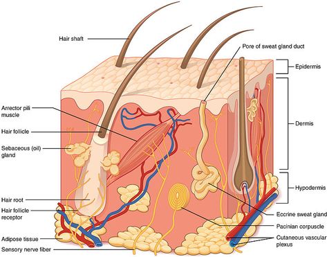 What is the Difference Between Apocrine and Eccrine Sweat Glands - Pediaa.Com Anatomi Dan Fisiologi, Skin Anatomy, Integumentary System, Nerve Fiber, Skin Model, Skin Structure, Sweat Gland, Human Anatomy And Physiology, Thick Skin