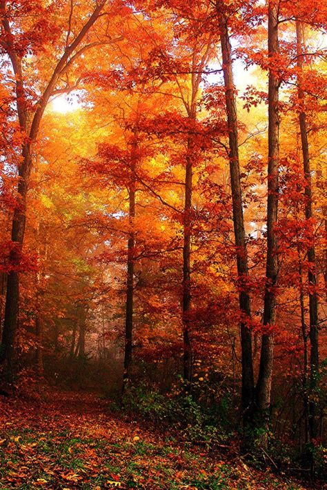 Foggy Path With Fall Foliage...;by Jeff Holbrook Autumn Walks, Meteor Garden 2018, Autumn Scenes, Autumn Days, Autumn Scenery, Seasons Of The Year, Autumn Beauty, Fall Pictures, Walk In The Woods