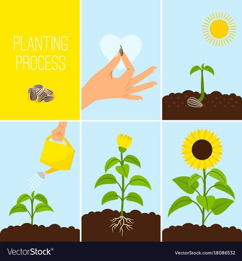 Growing Illustration, How To Grow Sunflowers, Planting Seed, Growing Plants From Seeds, Sequencing Activities Kindergarten, Grow Sunflowers, Flower Planting, Blooming Sunflower, Sequencing Pictures