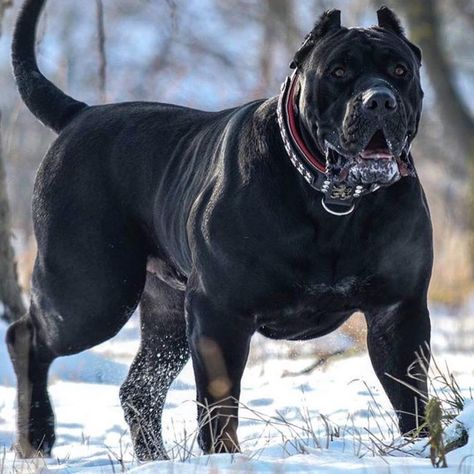 Cerber presa canario owned by @carpatcan Chien Cane Corso, Bully Breeds Dogs, Presa Canario, English Bull Terrier, Dog Pitbull, Big Dog Breeds, Cane Corso Dog, Corso Dog, Scary Dogs