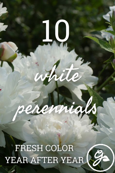 Bushes With White Blooms, Green White Landscaping, White Flowers Front Yard, Garden White Flowers, White Flowers For Front Yard, White Flowering Bushes, White Flowering Shrubs Full Sun, White Flower Shrubs, Full Sun White Flowers