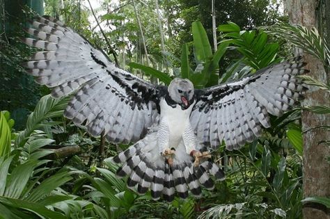 Harpy Eagle landing Wild Birds Photography, Harpy Eagle, Eagle Pictures, Rare Birds, Pretty Birds, Birds Of Prey, Bird Photography, Wildlife Art, Bird Species