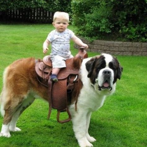 Baby riding on the back of a St Bernard Dog, but thinks he's riding a horse Velcí Psi, Gentle Giant Dogs, Regnul Animal, Bernard Dog, Dog Happy, Giant Dogs, Pet Day, Saint Bernard, Dogs And Kids