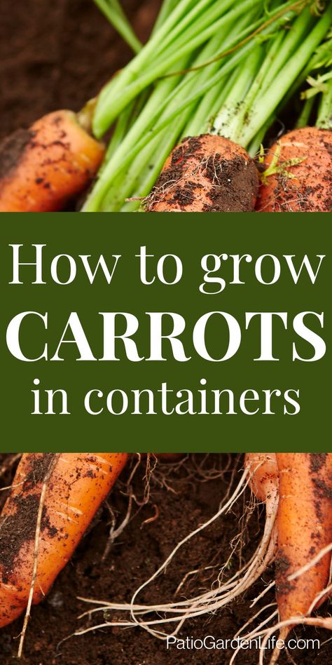 Orange carrots partially covered in soil with light green stems, with overlay text "how to grow carrots in containers" How To Plant Carrots In Containers, Carrots In Containers Growing, Growing Veggies In Containers, Grow Carrots In Container, How To Grow Carrots From Seeds, Planting Carrots From Seed, How To Grow Carrots, Growing Carrots From Seed, Growing Carrots In Containers